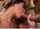 brunette girls blowjob