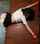 black hair ass bondage