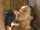 brunette handjob cumshot