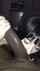 bbc blowjob interracial