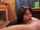 blowjob amateur dark hair