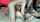 camgirl amateur sensual