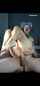 anal creampie reverse cowgirl