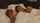 lesbians lesbian licking