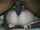 mating press bbc white girl