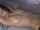 camgirl armpit bedroom