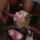 blonde bbc blowbang