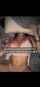 big tits amateur couple