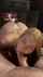 blonde blowjob faroese
