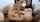 camgirl redhead cat ears
