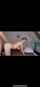 camgirl webcam amateur