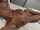 camgirl amateur blonde
