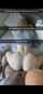 camgirl amateur ebony