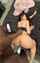 asian interracial bbc