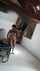 indian aunty curvy