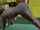 black african woman yoga