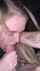 blonde blond blowjob
