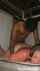 pang bbc hot wife