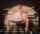 aura dance art nude dance