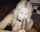 interracial blonde blowjob