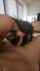 asian aussie deepthroat