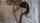 bbc dildo blacked