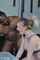 bbc interracial boobs