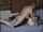 amateur lesbian homemade