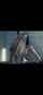 intruder cocload jav