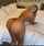 blonde big ass big booty