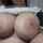 amateur big tits sucking