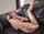 cunnilingus feet game