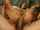 big ass anal fuck