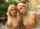 blonde cum swap tits