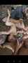 amateur gangbang foursome