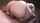 jav japanese asian