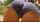 porn ad ass booty