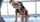 asian leash kinky