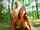 redhead outside hands and knees