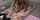 bbc jav asian