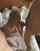 blonde sucking dick oral