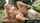 blonde outdoor handjob