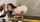 blowjob onlyfans interracial