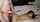 camgirl brunette chaturbate