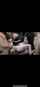 perversefamily anna de ville video