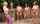topless foursome lesbians