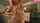 nipples camgirl oil