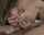 tits blowjob titfuck