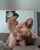 mom milf cougar
