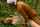 public jav japanese
